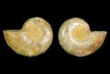 Cut & Polished Agatized Ammonite Fossil (Pair)- Jurassic #131670-1